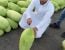 사우디아라비아 수박 퀄리티