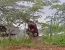 인도네시아에서 목격된 거대 오랑우탄